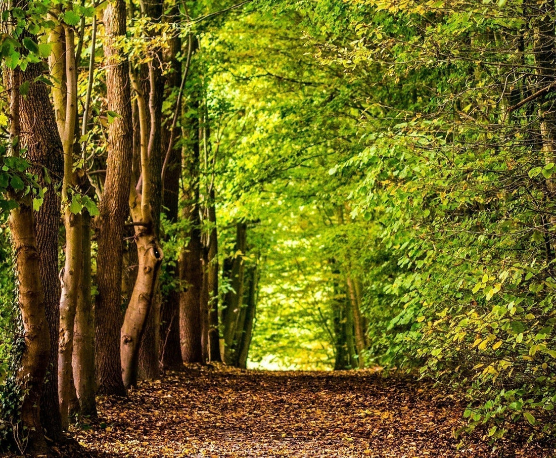 5 Morning Rituals for a Calm & Grounded Day